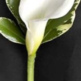 White calla lily boutonniere with variegated green leaves