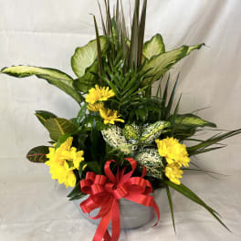 Yellow daisies and tropical foliage arranged in a white bowl with a red ribbon