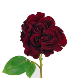 Single deep red rose bloom with one green leaf on a stem