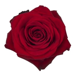 Single open red rose bloom seen from above on a white background