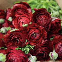 Cluster of deep red ranunculus blooms with green buds