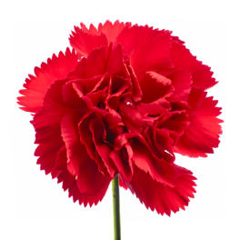 Single red carnation bloom on a green stem against a white background