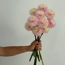 Handheld bouquet of pale pink pompon dahlias
