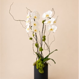 White orchids in a black cylindrical vase with curly branches
