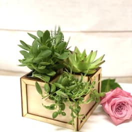 Wooden box planter filled with assorted green succulents next to a single pink rose on a white surface