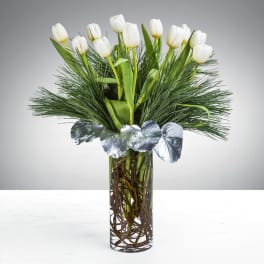 Tall glass vase of white tulips with pine and silver leaves