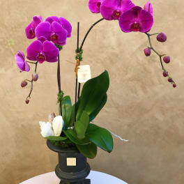 Purple orchid arrangement in a black pedestal vase
