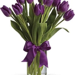 Passionate Purple Tulips
