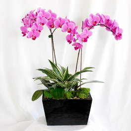 Pink orchids in a black rectangular planter with green foliage