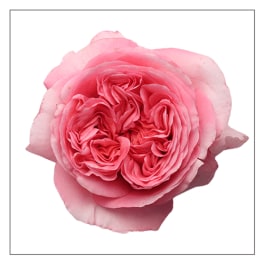 Close-up of a fully open pink garden rose bloom on a white background