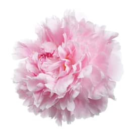 Single pale pink peony bloom on a white background