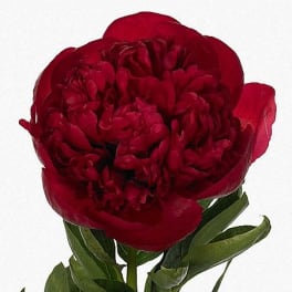 Single deep red peony bloom with green leaves
