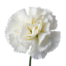 Single white carnation bloom with ruffled petals on a thin stem against a white background