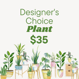 Designer’s Choice Plant $35 text with illustrated potted plants