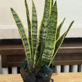 Potted snake plant with tall variegated green leaves