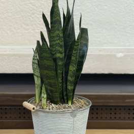 Snake Plant in Tin Bucket
