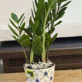 6" Ceramic Pot ZZ Plant