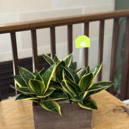 Artificial Snake Plant