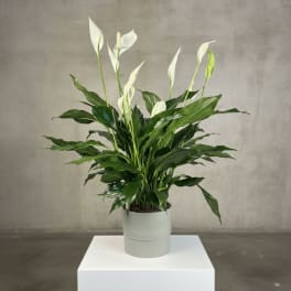 Potted peace lily with white blooms in a light gray container
