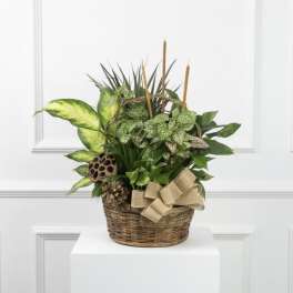 Mixed Green Plant with Dried Accents