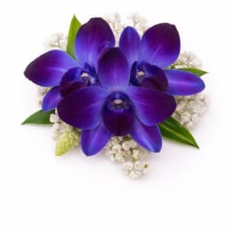 Cluster of vivid blue-purple orchids with tiny white blossoms arranged as a small corsage.