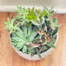 Potted succulent arrangement in a white ceramic bowl