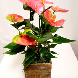 Pink anthurium arrangement in a wooden planter