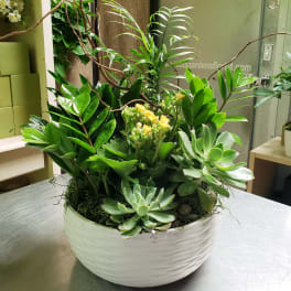 Succulent and tropical plant arrangement in a white bowl planter with yellow blooms