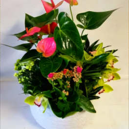 Tropical floral arrangement with pink anthuriums in a white pot