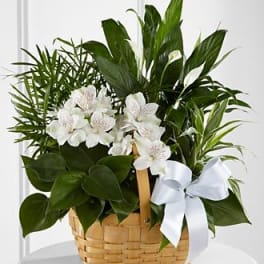 White flowers and green plants arranged in a wicker basket with a white ribbon