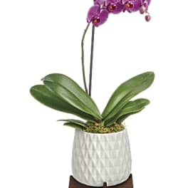 Purple orchid plant in a white textured pot on a wooden stand