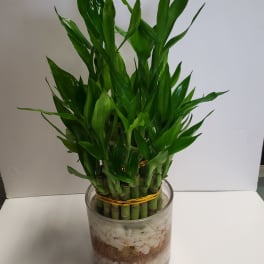 Potted lucky bamboo plant in a clear glass container