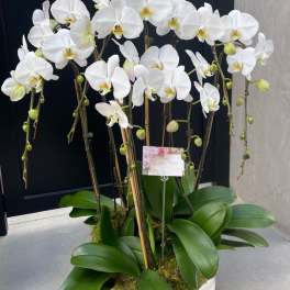 Milestone Orchid displays