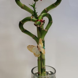 Heart-shaped lucky bamboo in a glass vase with decorative stones