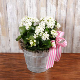 Potted white flowering plant in a small metal bucket with a pink striped ribbon