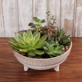 Low ceramic bowl planter filled with assorted green succulents on a wooden surface