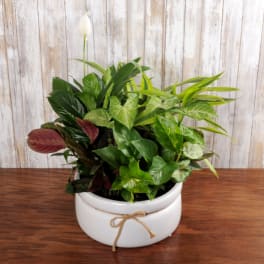 Mixed green houseplant garden in a white ceramic bowl planter with a single white bloom.