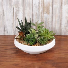 Low white bowl filled with assorted green succulents on a wooden surface