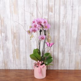 Stunning Orchid Planter