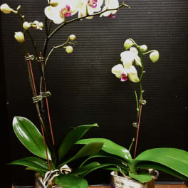 Two potted orchid plants with white and pink blooms