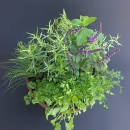 Potted herb arrangement with green foliage and purple flower spikes