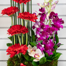 Red gerberas and purple orchids in a rectangular gift box