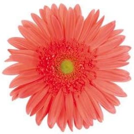 Single coral gerbera daisy on a white background