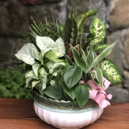 Potted green houseplant arrangement in a decorative ceramic bowl with a pink ribbon