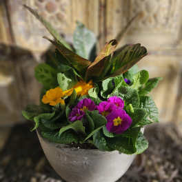 Potted primrose plant with purple and yellow flowers in a gray planter