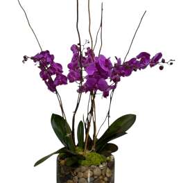 Orchid Oasis