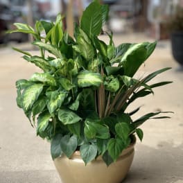 Lush green houseplant arrangement in a beige pot