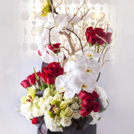 Blooms in Red and White