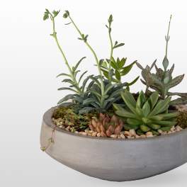 Succulent arrangement in a shallow gray bowl planter