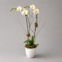 White orchid arrangement in a white pot with curly branches